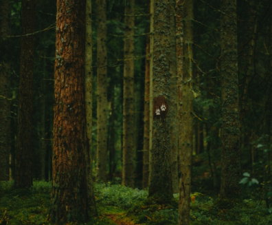 A narrow path winds through a dense, mossy forest.